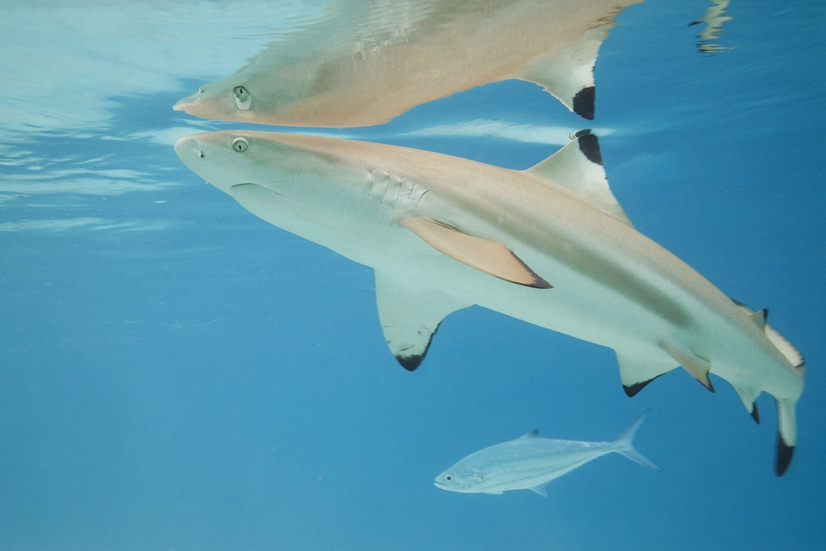 Blacktip reef shark patrolling shallow water on the H2O Bora Bora snorkeling tour route, French Polynesia