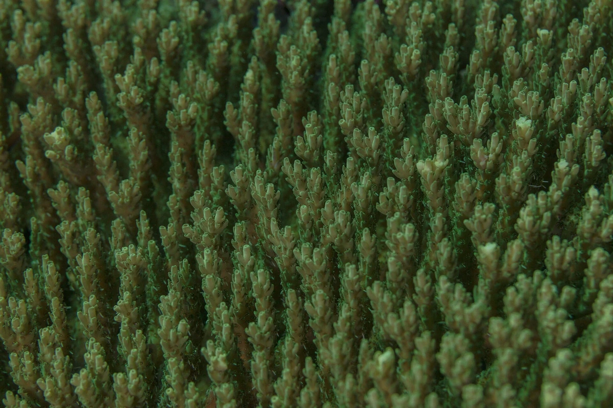 Coral garden with tropical fish in shallow clear water of the Bora Bora lagoon on the Reef Discovery route, French Polynesia