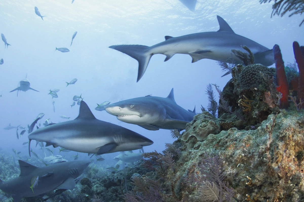 Lemon shark swimming over sandy bottom near a Bora Bora lagoon reef, French Polynesia