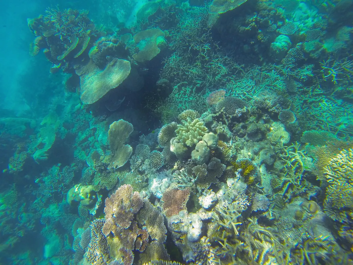 Snorkeller floating over clear shallow reef on the H2O half day snorkeling tour in the Bora Bora lagoon, French Polynesia