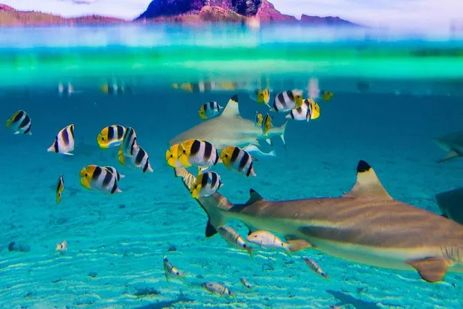 Powerboat and snorkellers in a turquoise bay on the full day Bora Bora lagoon cruise with sharks and stingrays in French Polynesia