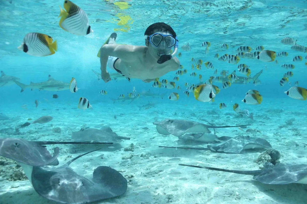 Snorkellers with stingrays in shallow turquoise sand on the Moana eco snorkel cruise in the Bora Bora lagoon, French Polynesia
